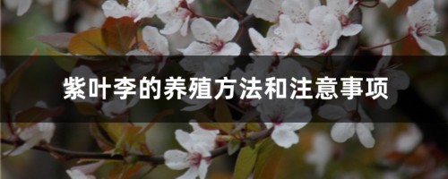 紫叶李的养殖方法和注意事项