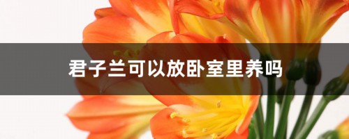 君子兰可以放卧室里养吗