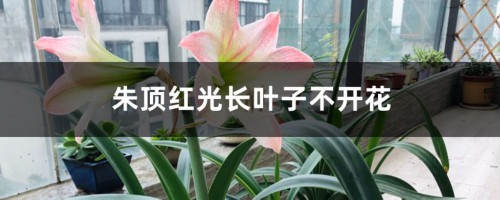 朱顶红光长叶子不开花怎么办