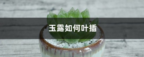 玉露如何叶插