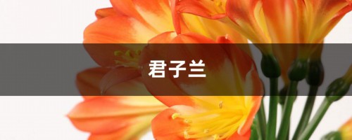 君子兰叶子长的“歪”，学会这招，叶宽厚油绿更整齐！