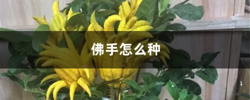 佛手怎么种