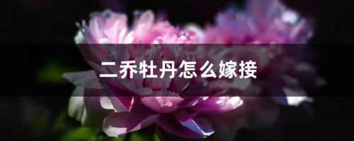 二乔牡丹怎么嫁接