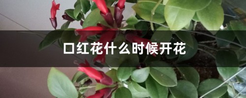 口红花什么时候开花