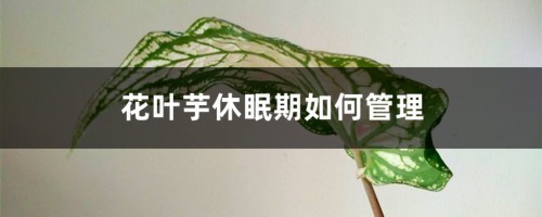 花叶芋休眠期如何管理