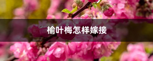 榆叶梅怎样嫁接