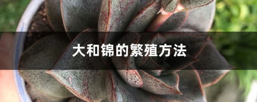 大和锦的繁殖方法