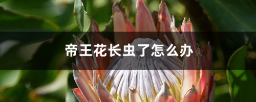 帝王花长虫了怎么办